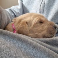 Cucciole di golden retriver femmine