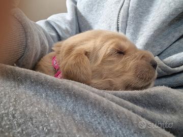 Cucciole di golden retriver femmine