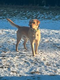 Maschio di Labrador per monta