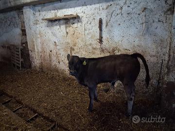 Vitelli 2 maschi e una femmina