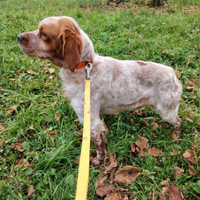 Breton per accoppiamento