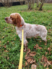 Breton per accoppiamento