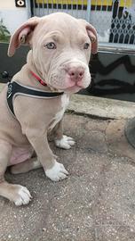 Cucciolo American pitbull terrier