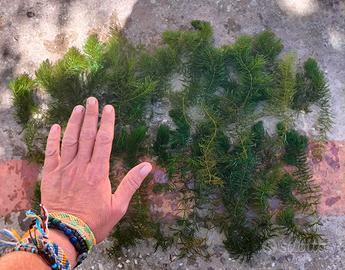 10 Ceratophyllum ossigenante laghetto acquario 