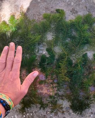 10 Ceratophyllum ossigenante laghetto acquario 
