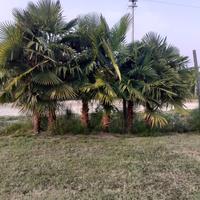 palme