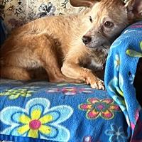 Cane in attesa di famiglia