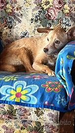 Cane in attesa di famiglia