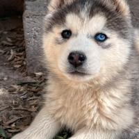 Husky siberiano