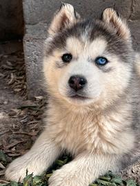 Husky siberiano