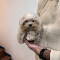 Maltese mini toy peso da adulto inferiore ai 2kg