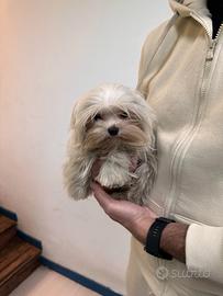 Maltese mini toy peso da adulto inferiore ai 2kg