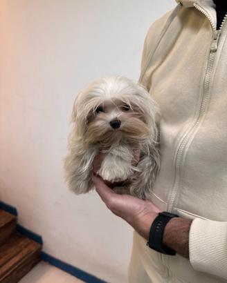 Maltese mini toy peso da adulto inferiore ai 2kg