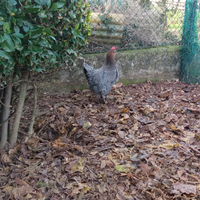 Permuto gallina marans con legbar
