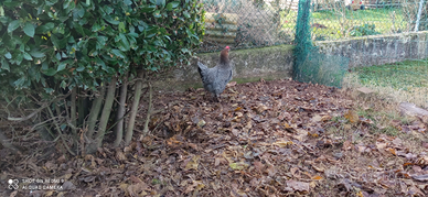 Permuto gallina marans con legbar