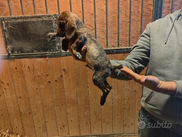 Cuccioli segugio maremmano