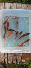 Carpe koi - 10/14 cm circa
