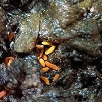 Collemboli arancioni, Yuukianura aphoruroides