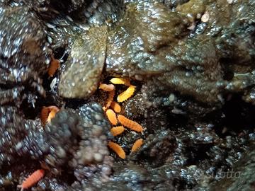 Collemboli arancioni, Yuukianura aphoruroides