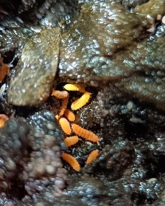 Collemboli arancioni, Yuukianura aphoruroides