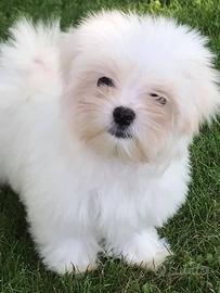 Maltese cuccioli