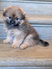 Spitz di Pomerania nano cucciolo