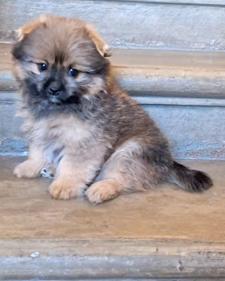 Spitz di Pomerania nano cucciolo