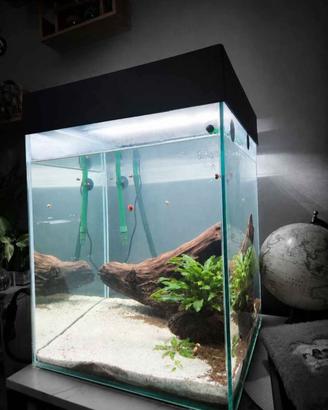 Acquario 80 litri accessoriato