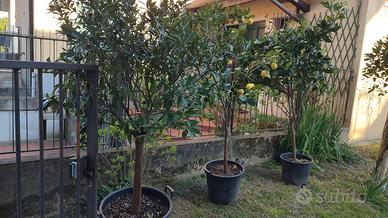 piante adulte di AGRUMI in vaso