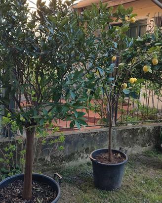 piante adulte di AGRUMI in vaso