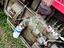 Immagine 13
