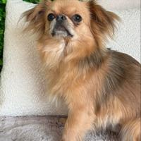 Chihuahua disponibile per monta