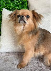 Chihuahua disponibile per monta