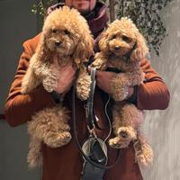 Cuccioli barboncino nano