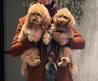 Cuccioli barboncino nano