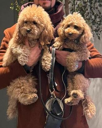 Cuccioli barboncino nano