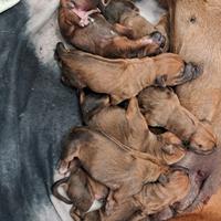 Cuccioli Rhodesian Ridgeback
