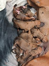 Cuccioli Rhodesian Ridgeback