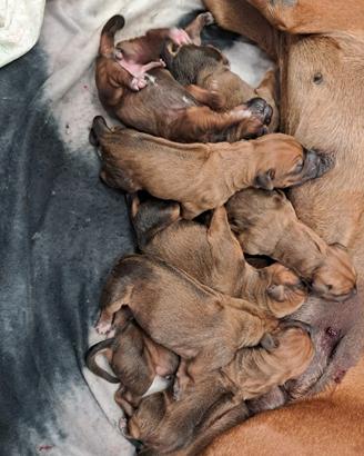 Cuccioli Rhodesian Ridgeback
