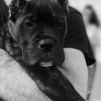 Cucciola orecchie tagliate cane corso