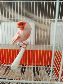 Canarino rosso mosaico cantore