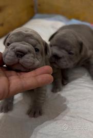 Bulldog francese big rope
