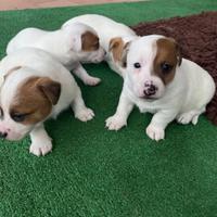 Cuccioli di jack russell