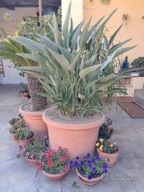 pianta di strelitzia