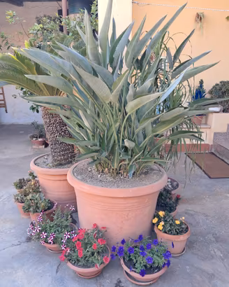 pianta di strelitzia