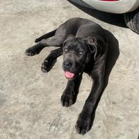 Cucciola cane corso