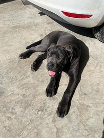 Cucciola cane corso