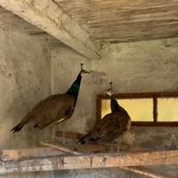 PAVONE REALE (coppia)