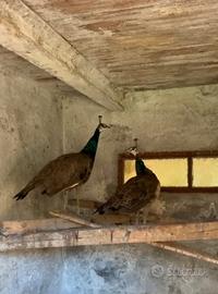 PAVONE REALE (coppia)