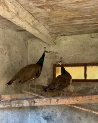 PAVONE REALE (coppia)